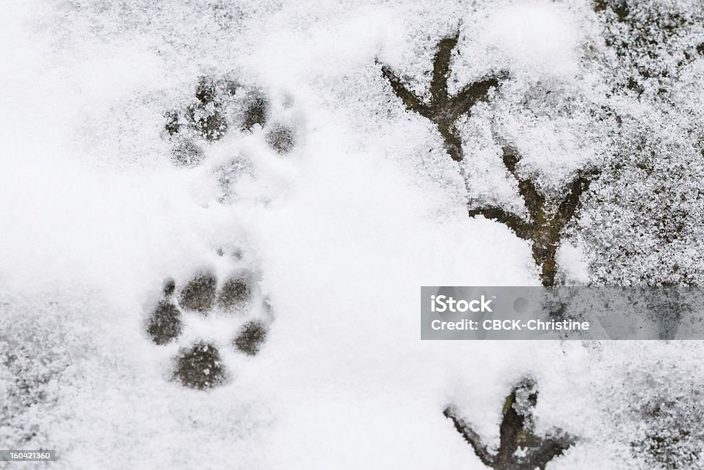 Компоновочные образы - Стоковые фото Снег роялти-фри