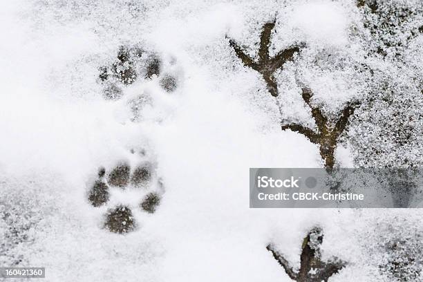 Компоновочные Образы — стоковые фотографии и другие картинки Снег - Снег, Животный рисунок, След лапы