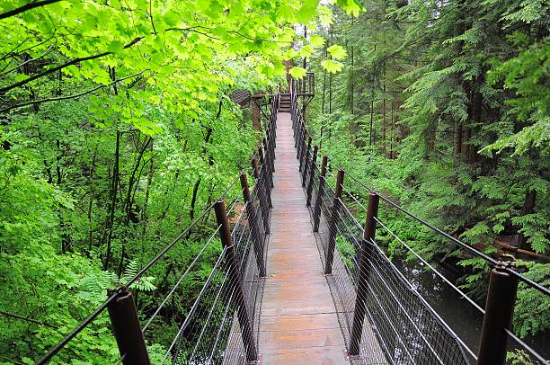 ponte suspensa. - vancouver green forest ravine - fotografias e filmes do acervo
