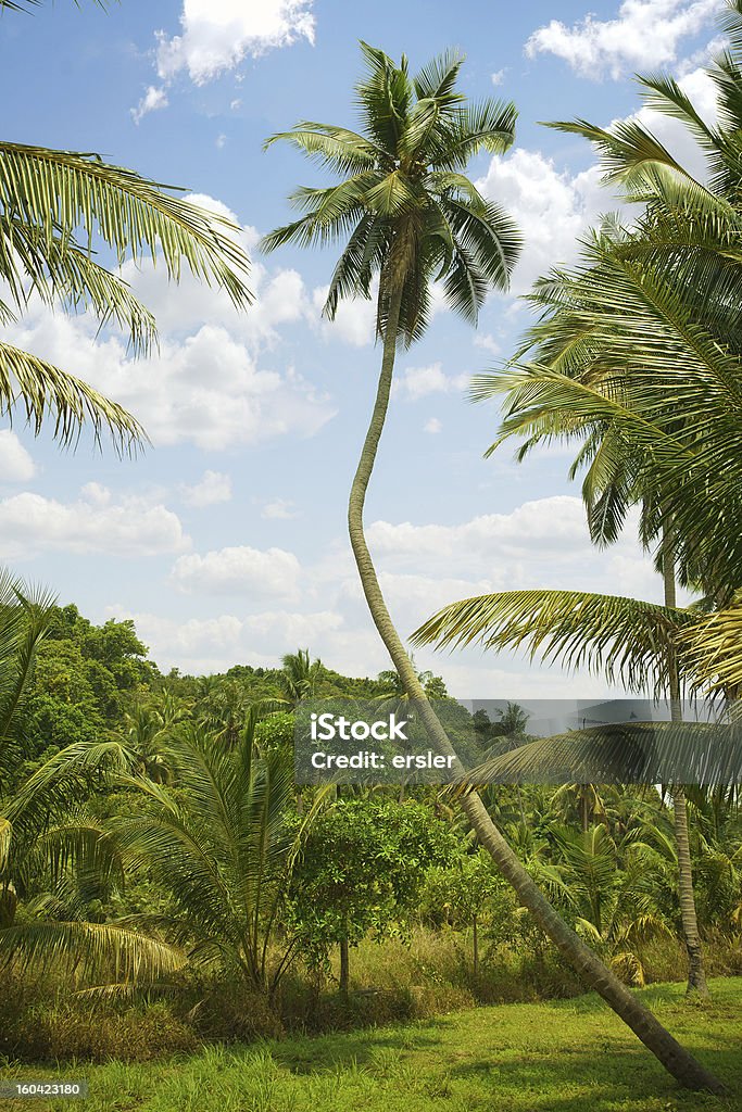 jungle view of nice color  exotic tropic jungle with some palms Botany Stock Photo