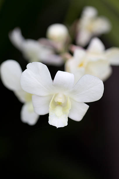 orchidee dendrobium bianco - dendrobium tropical flower front view plant foto e immagini stock