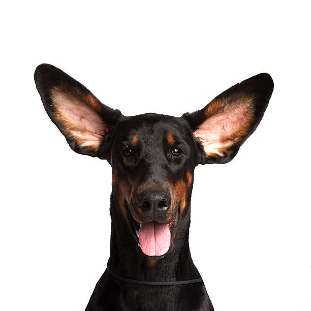 carino dobermann orecchie del cane isolato su bianco - orecchie grandi foto e immagini stock