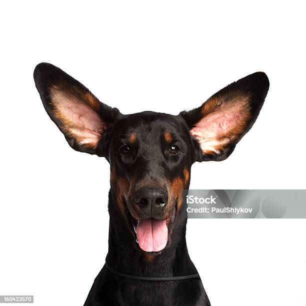 Foto de Linda Orelhas De Dobermann Cachorro Isolado No Branco e mais fotos de stock de Cão