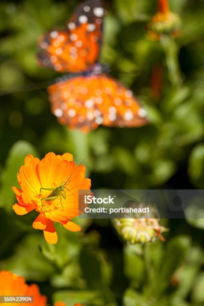 Gafanhotos Em Borboleta E Flor Cravodedefunto - Fotografias de stock e mais imagens de Animal - Animal, Ao Ar Livre, Beleza natural