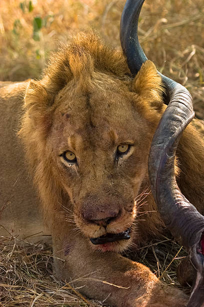 Lion staring at camera feeding on Kudu bull in Mpumalanga stock photo