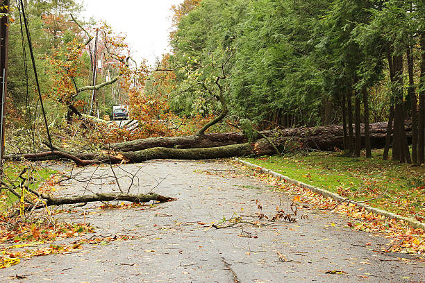 Hurricane Sandy Storm Tree and Power Line Damage stock photo