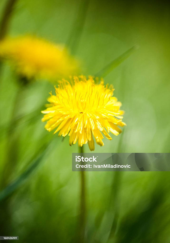 Gelbe Löwenzahn - Lizenzfrei Ausbreiten Stock-Foto