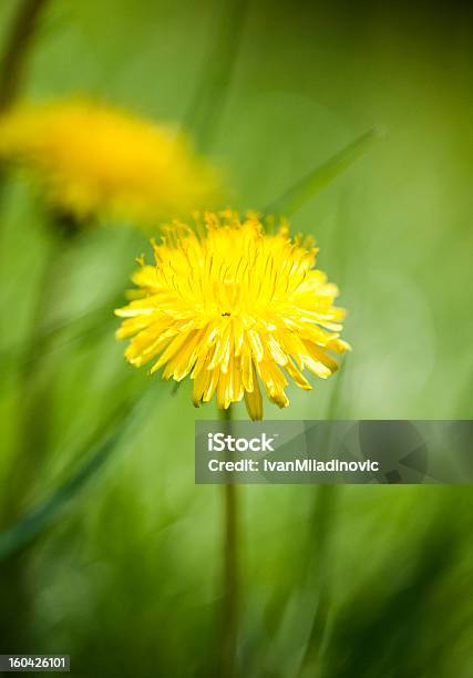 Gelbe Löwenzahn Stockfoto und mehr Bilder von Ausbreiten - Ausbreiten, Blüte, Botanik