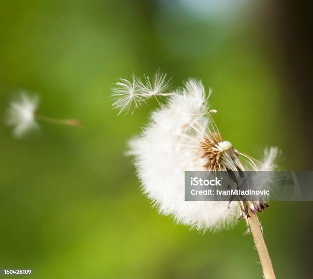 Photo libre de droit de Fleur De Pissenlit Dans Le Vent banque d'images et plus d'images libres de droit de Fleur de pissenlit - Fleur de pissenlit, Bleu, Spore