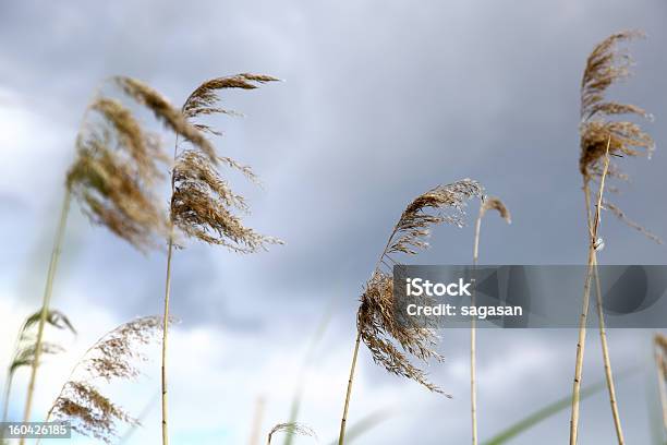 Reed Foto de stock y más banco de imágenes de Aire libre - Aire libre, Beige, Crecimiento