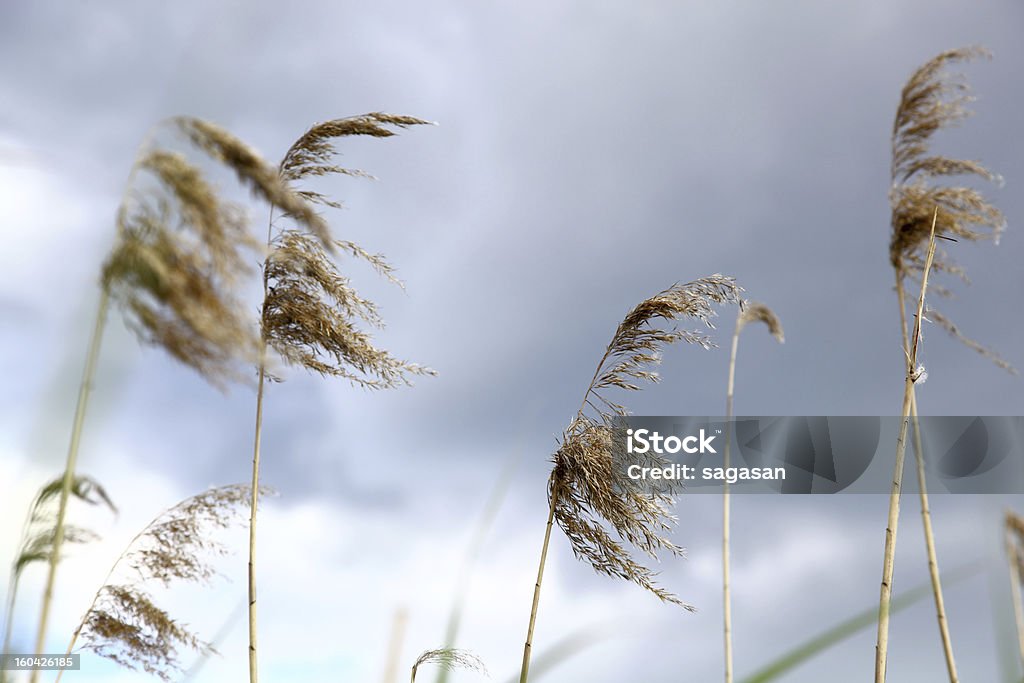 reed - Photo de Beige libre de droits