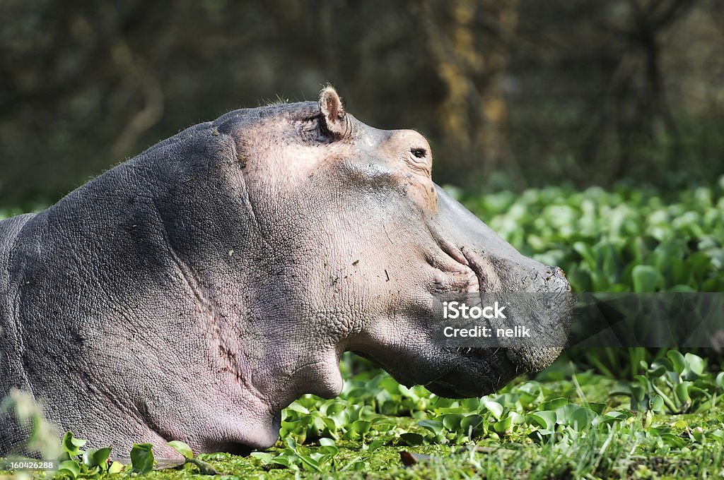 Hipopótamo en el lago Naivasha, Kenia, África - Foto de stock de Aire libre libre de derechos