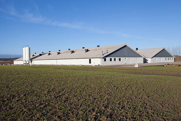 ferme de poulet moderne - volaille domestique photos et images de collection