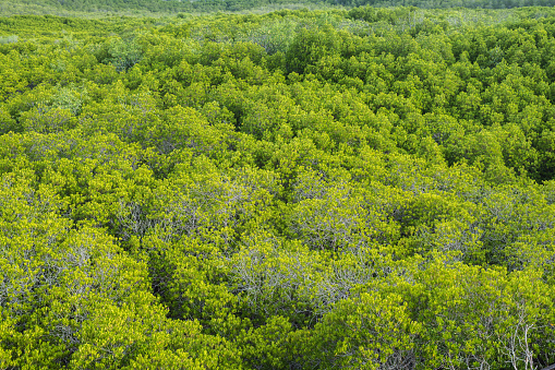 Image of the mangrove forest pathway in a natural atmosphere.