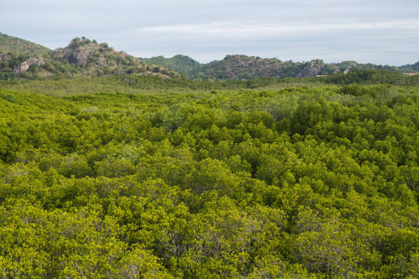 istock Image of the mangrove forest pathway in a natural atmosphere. 1604265600