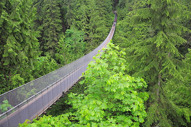 ponte de capilano. - vancouver green forest ravine - fotografias e filmes do acervo