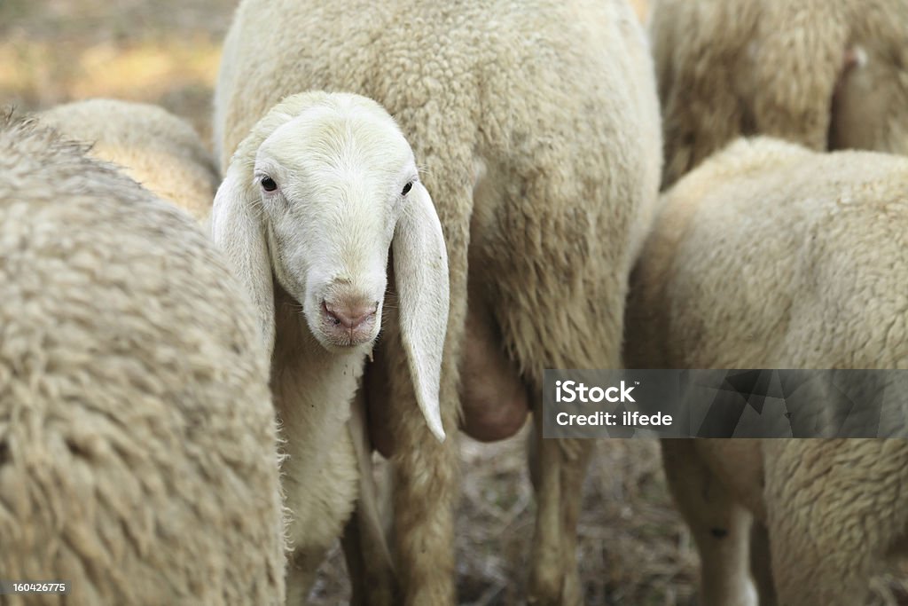 lamb w Stado owiec - Zbiór zdjęć royalty-free (Stado)