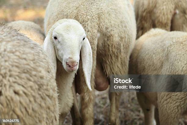 Lamb W Stado Owiec - zdjęcia stockowe i więcej obrazów Stado - Stado, Stado owiec, Biały