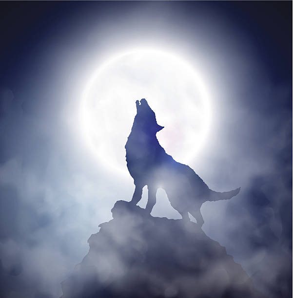 ilustraciones, imágenes clip art, dibujos animados e iconos de stock de howling wolf - aullido