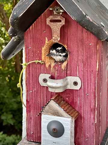 Rustic old bird house with small chickadee peeking it’s head out the hole.