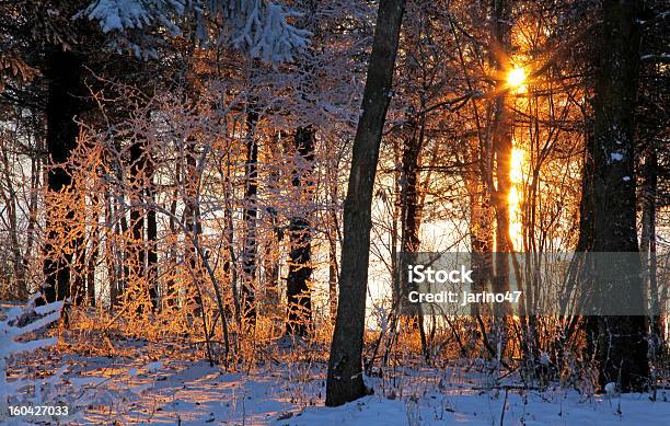 夕暮れの森 - つくばいのストックフォトや画像を多数ご用意 - つくばい, カラフル, スロバキア