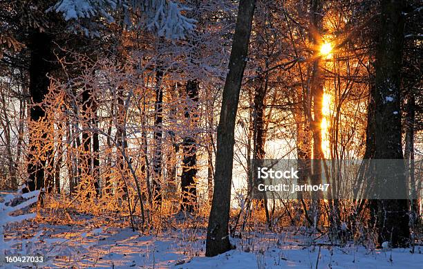 Pôr Do Sol Na Floresta - Fotografias de stock e mais imagens de Ao Ar Livre - Ao Ar Livre, Beleza natural, Cena Rural