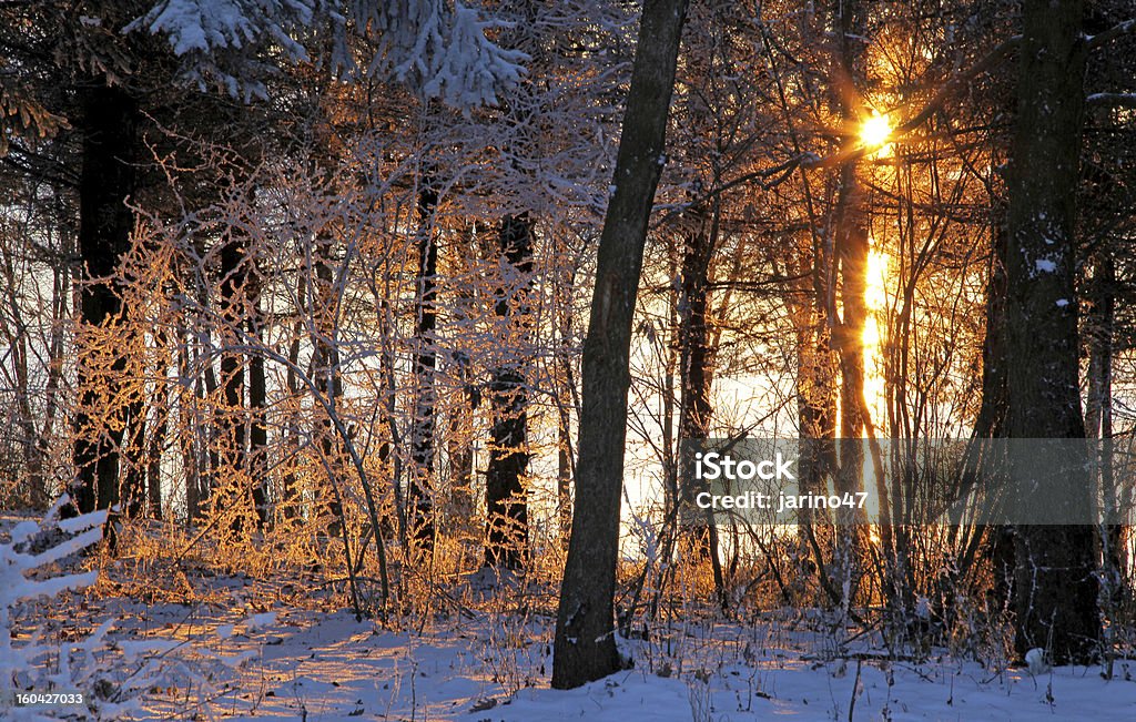 Закат в лесу - Стоковые фото Без людей роялти-фри