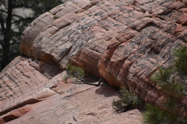 istock Lush Green Forest with Boulder and Rock Formation 1604285877