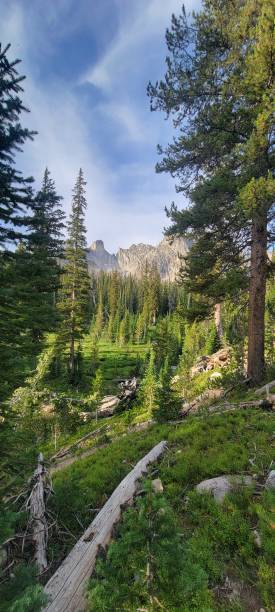 istock Tranquil Pine Woodland Amidst Scenic Mountain Landscape 1604287581