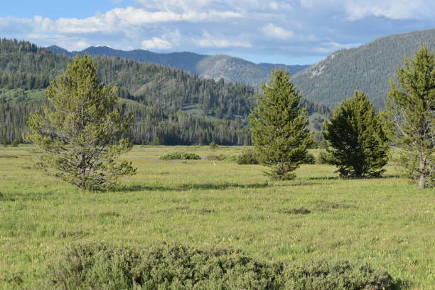 istock Tranquil Landscape: a Serene Meadow Nestled in Nature's Beauty 1604287958