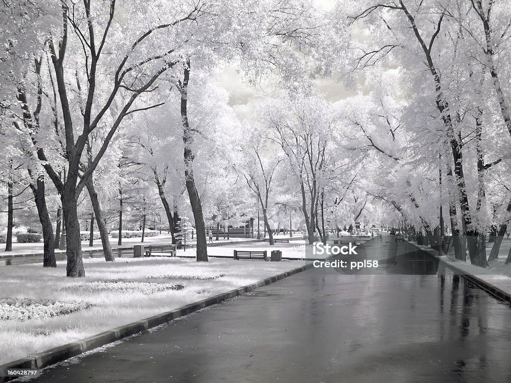 Avenue se trouve dans un parc - Photo de Arbre libre de droits