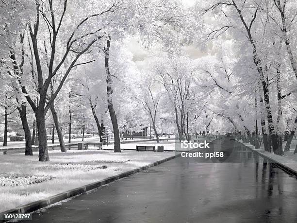 Avenue Em Um Parque - Fotografias de stock e mais imagens de Ao Ar Livre - Ao Ar Livre, Arbusto, Avenida