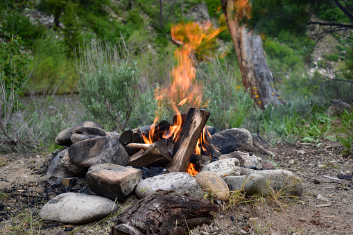Cozy bonfire in forest; burning logs, flickering flames, surrounded by nature.