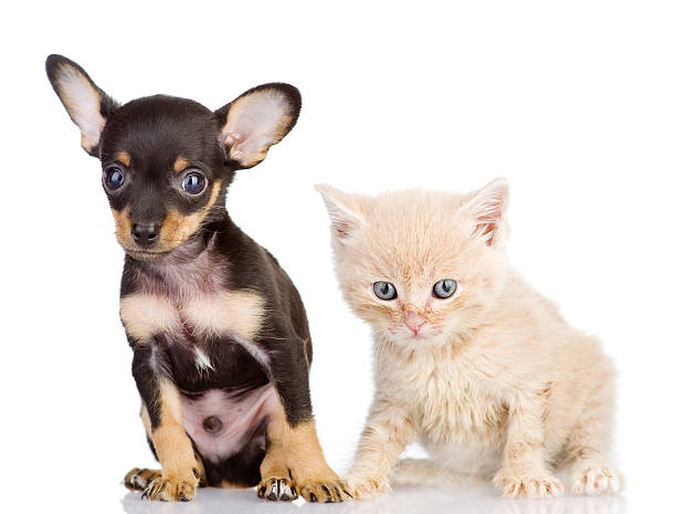 istock kitten and puppy looking at camera 160428929