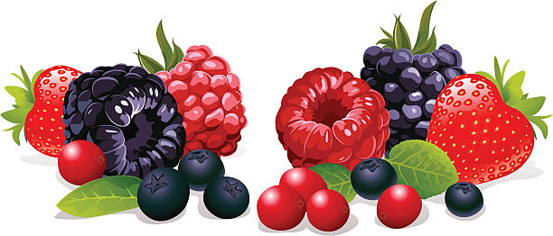 jagody martwa natura - red berries stock illustrations