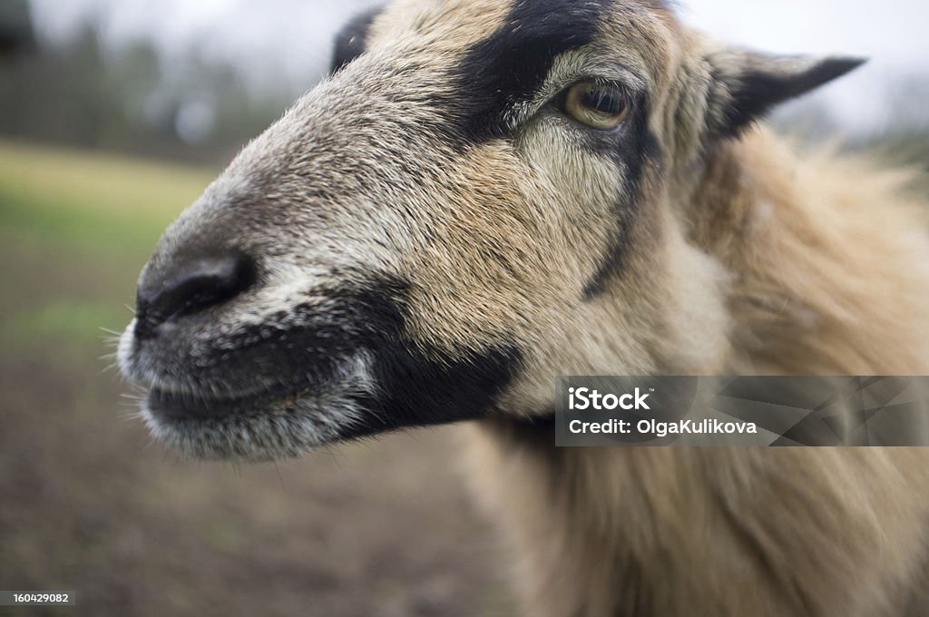 Wise looks de ovinos - Foto de stock de Amarelo royalty-free