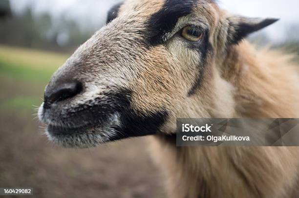 Foto de Wise Looks De Ovinos e mais fotos de stock de Amarelo - Amarelo, Animal doméstico, Cor Preta