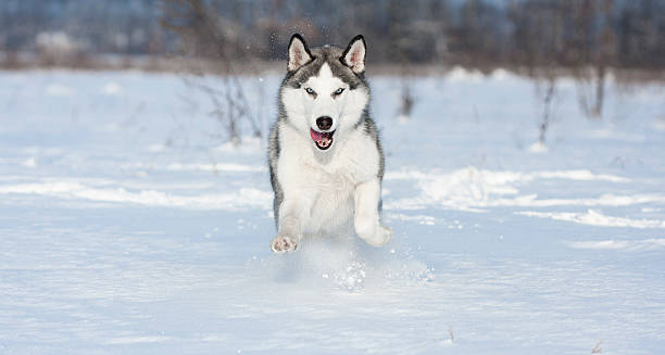 istock huskys at race in winter 160429220
