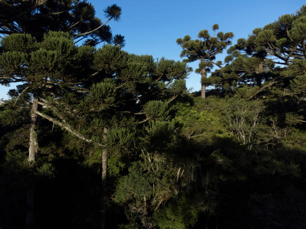 istock Araucarias forest in southern Brazil. 1604297615
