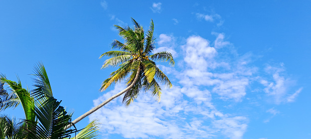 coconut tree against blue sky background