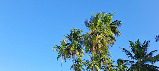 coconut tree against blue sky background
