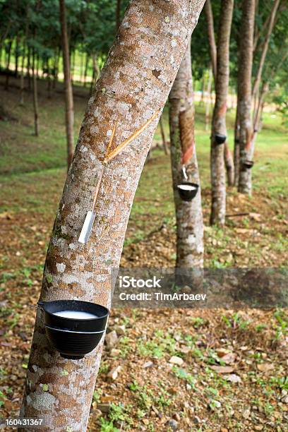 Plantation Gummi Bäumen Stockfoto und mehr Bilder von Agrarbetrieb - Agrarbetrieb, Antippen, Asien