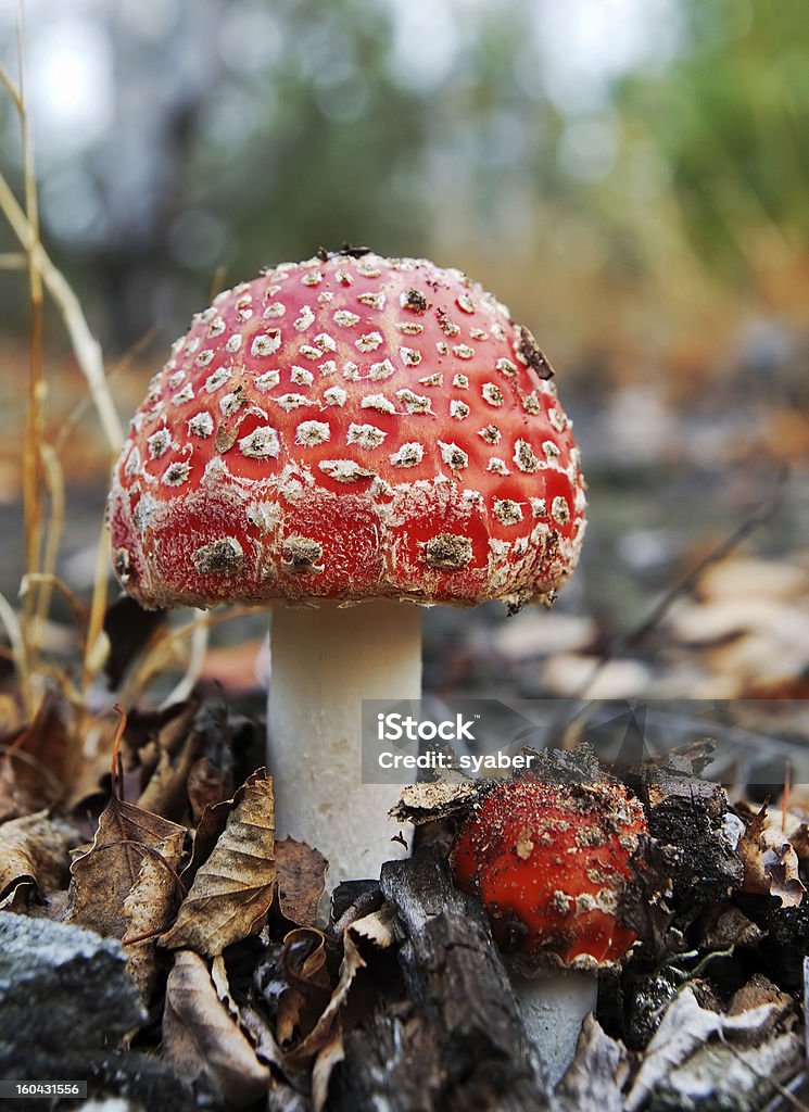 Casquettes de la mort - Photo de Amanite phalloïde libre de droits