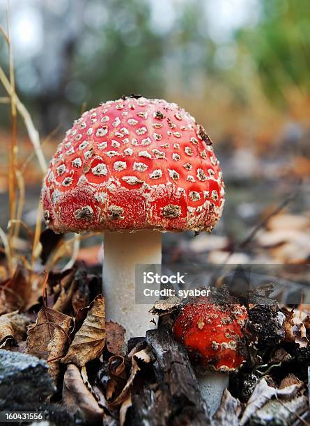 Zgon Korony - zdjęcia stockowe i więcej obrazów Bez ludzi - Bez ludzi, Czerwony, Fotografika