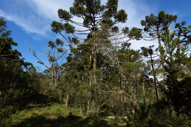 istock Araucarias forest in southern Brazil. 1604316041