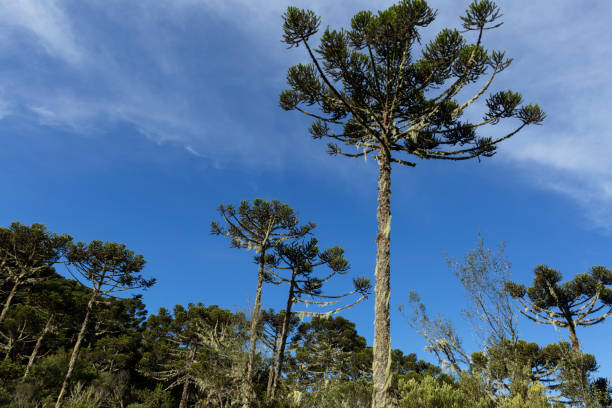 istock Araucarias forest in southern Brazil. 1604316051