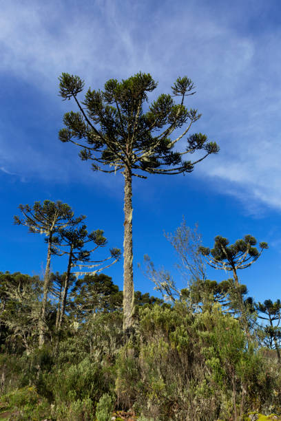 istock Araucarias forest in southern Brazil. 1604316052
