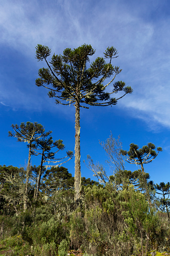 Trees typical of southern Brazil.
