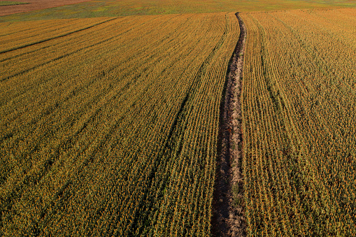 sorghum plantation seen from above at dusk - drone view