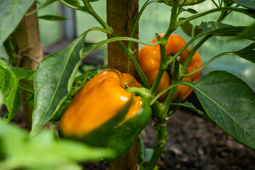 Close-up of habanero chili peppers ripening on plant.\n\nTaken in Gilroy, California, USA.